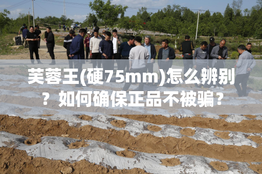 芙蓉王(硬75mm)怎么辨别？如何确保正品不被骗？